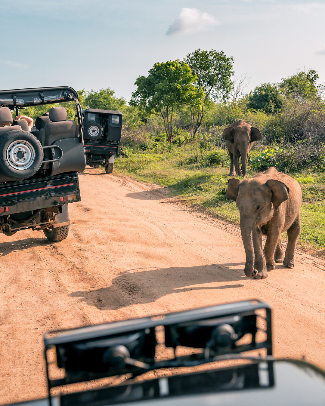 Wildlife safari and scenic train in Sri Lanka