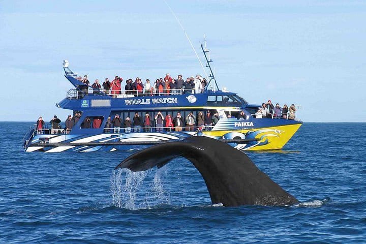 Whale watching boat off Mirissa, Sri Lanka