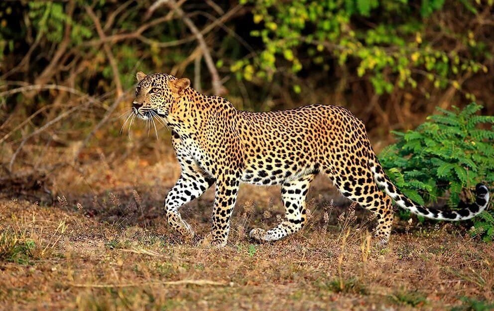 Leopard in Yala National Park, Sri Lanka